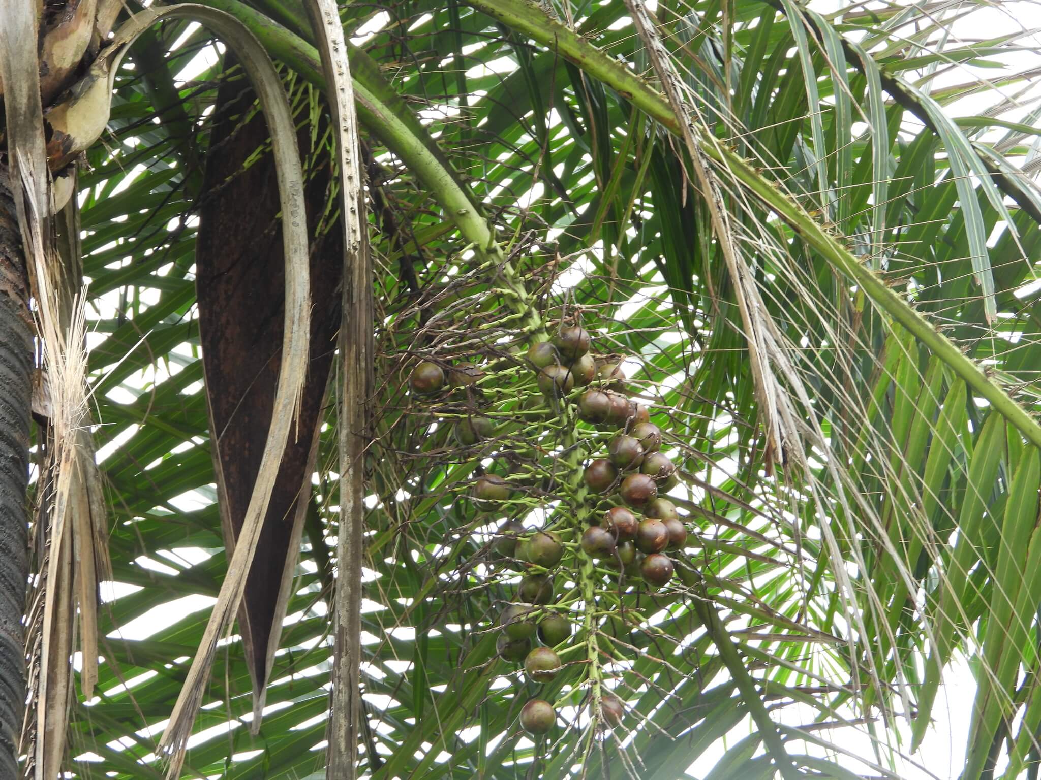 Acrocomia aculeata  